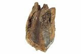 Huge, Rooted Triceratops Tooth - Montana #263370-3